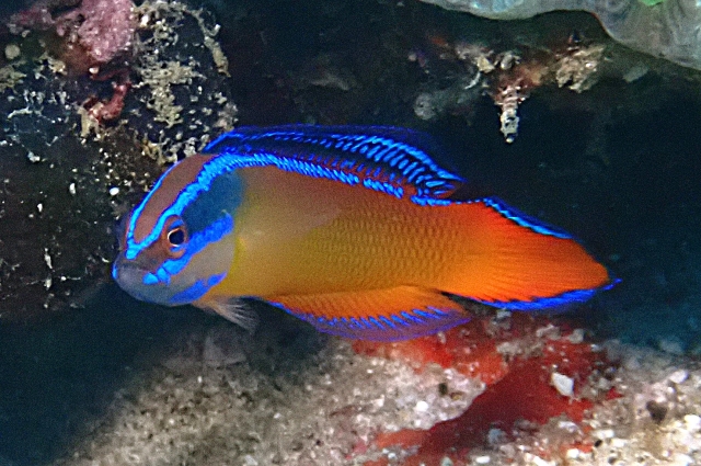 Click to View Arabian Dottyback<br><span style='font-size:12px'><i>Dave & Rose</i></span>