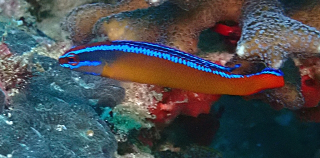 Click to View Arabian Dottyback<br><span style='font-size:12px'><i>Dave & Rose</i></span>