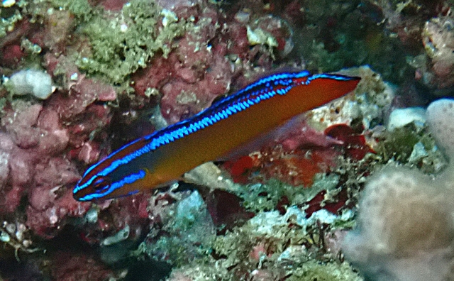 Click to View Arabian Dottyback<br><span style='font-size:12px'><i>Dave & Rose</i></span>