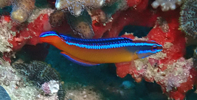 Click to View Arabian Dottyback<br><span style='font-size:12px'><i>Dave & Rose</i></span>