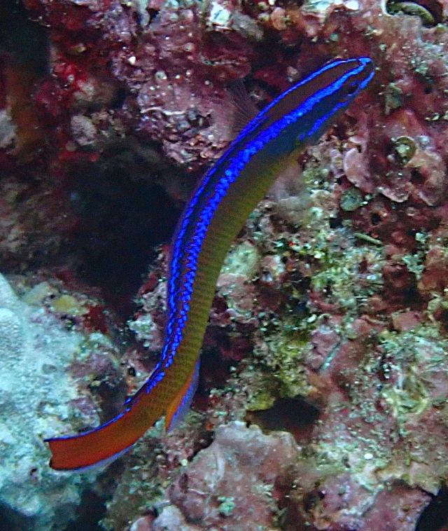 Click to View Arabian Dottyback<br><span style='font-size:12px'><i>Dave & Rose</i></span>
