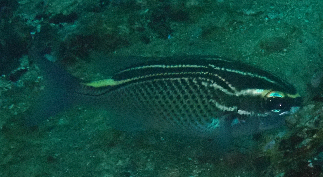 Click to View Arabian Threadfin Bream<br><span style='font-size:12px'><i>Dave & Rose</i></span>