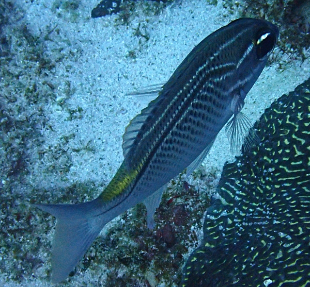 Click to View Arabian Threadfin Bream<br><span style='font-size:12px'><i>Dave & Rose</i></span>