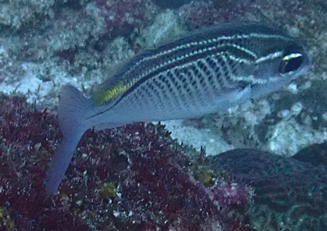 Click to View Arabian Threadfin Bream<br><span style='font-size:12px'><i>Dave & Rose</i></span>