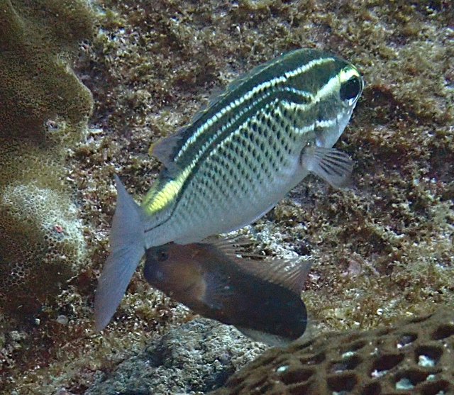 Click to View Arabian Threadfin Bream<br><span style='font-size:12px'><i>Dave & Rose</i></span>