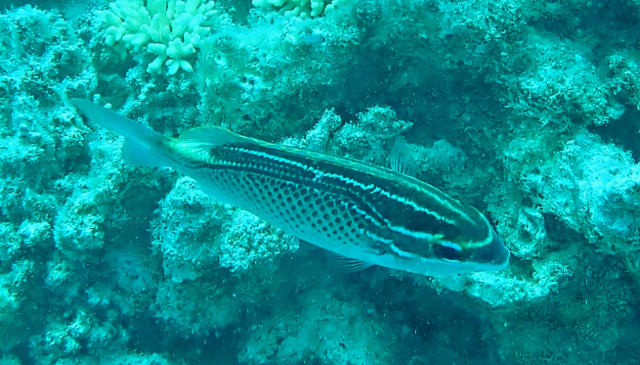 Click to View Arabian Threadfin Bream<br><span style='font-size:12px'><i>Dave & Rose</i></span>