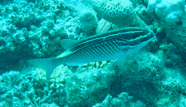 Click to View Arabian Threadfin Bream<br><span style='font-size:12px'><i>Dave & Rose</i></span>