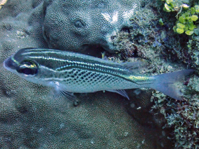 Click to View Arabian Threadfin Bream<br><span style='font-size:12px'><i>Dave & Rose</i></span>