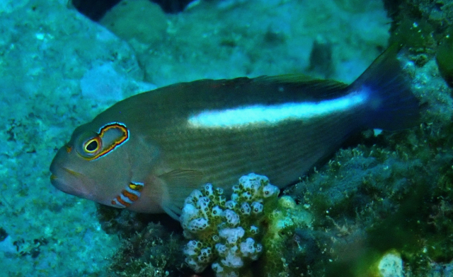 Click to View Arc-eye Hawkfish<br><span style='font-size:12px'><i>Dave & Rose</i></span>