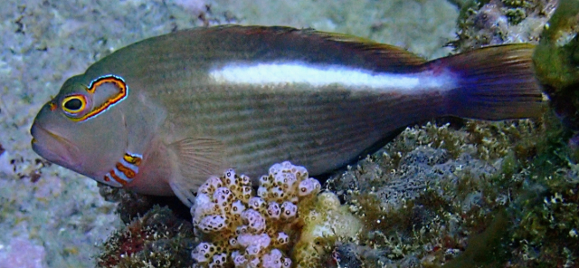 Click to View Arc-eye Hawkfish<br><span style='font-size:12px'><i>Dave & Rose</i></span>