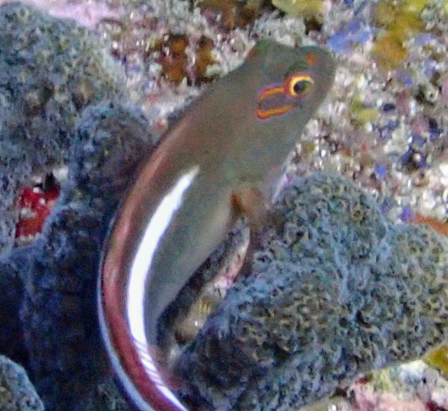 Click to View Arc-eye Hawkfish<br><span style='font-size:12px'><i>Dave & Rose</i></span>