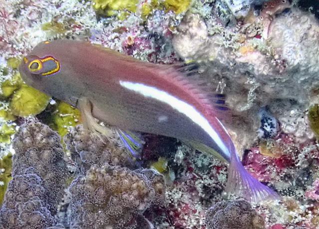 Click to View Arc-eye Hawkfish<br><span style='font-size:12px'><i>Dave & Rose</i></span>
