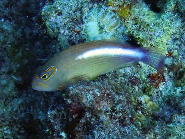 Click to View Arc-eye Hawkfish<br><span style='font-size:12px'><i>Dave & Rose</i></span>