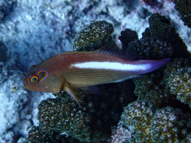 Arc-eye Hawkfish<br><span style='font-size:12px'><i>Dave & Rose</i></span>