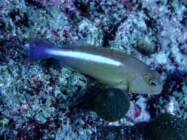 Arc-eye Hawkfish<br><span style='font-size:12px'><i>Dave & Rose</i></span>