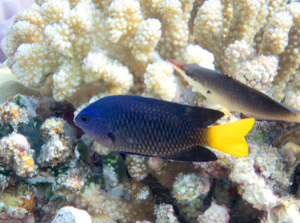 Click to View Atoll Demoiselle<br><span style='font-size:12px'><i>Dave & Rose</i></span>