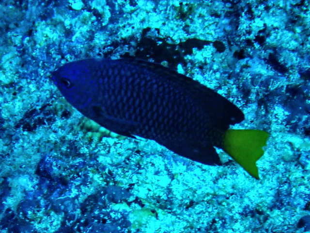 Click to View Atoll Demoiselle<br><span style='font-size:12px'><i>Dave & Rose</i></span>