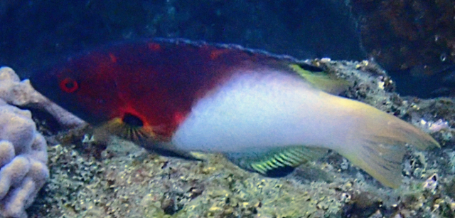 Click to View Axilspot Hogfish<br><span style='font-size:12px'><i>Dave & Rose</i></span>