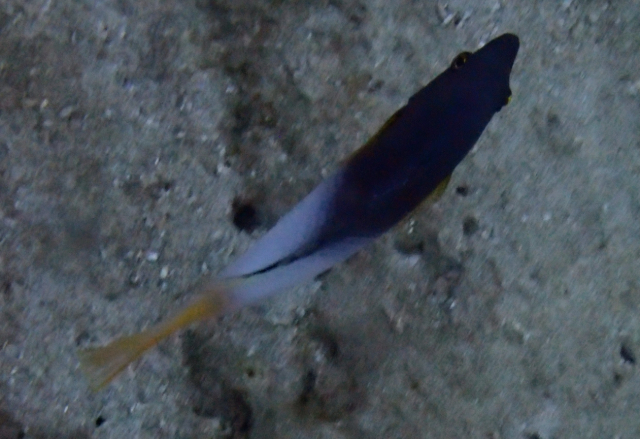 Click to View Axilspot Hogfish<br><span style='font-size:12px'><i>Dave & Rose</i></span>