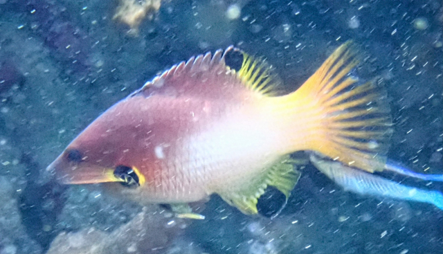 Click to View Axilspot Hogfish<br><span style='font-size:12px'><i>Dave & Rose</i></span>