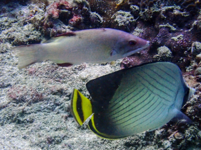 Click to View Axilspot Hogfish<br><span style='font-size:12px'><i>Dave & Rose</i></span>