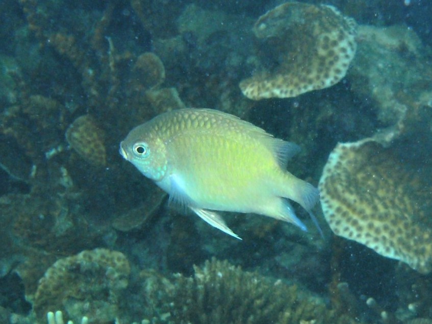 Azure Damsel Azure Damsel<br><span style='font-size:12px'><i>iNaturalist</i>    </span>