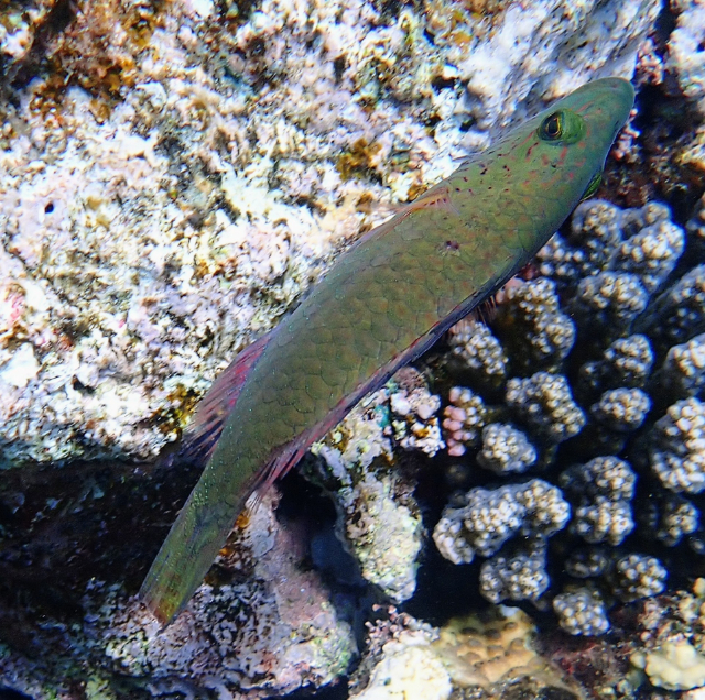 Click to View Bandcheek Wrasse<br><span style='font-size:12px'><i>Dave & Rose</i></span>