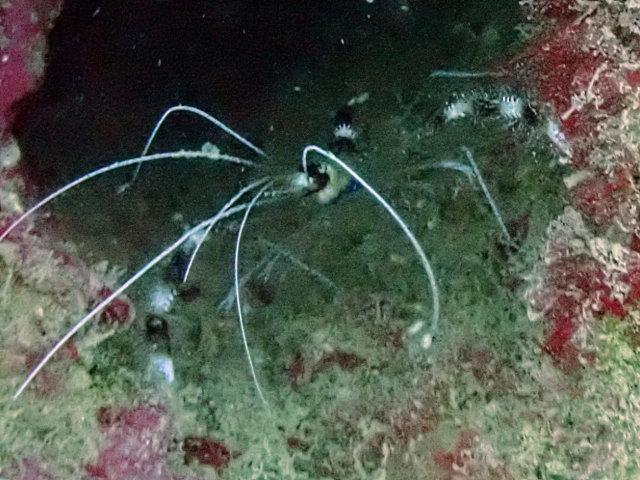 Click to View Banded Coral Shrimp<br><span style='font-size:12px'><i>Dave & Rose</i></span>