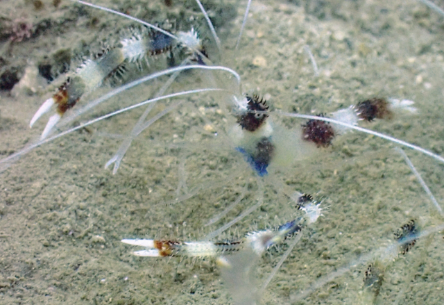 Click to View Banded Coral Shrimp<br><span style='font-size:12px'><i>Dave & Rose</i></span>