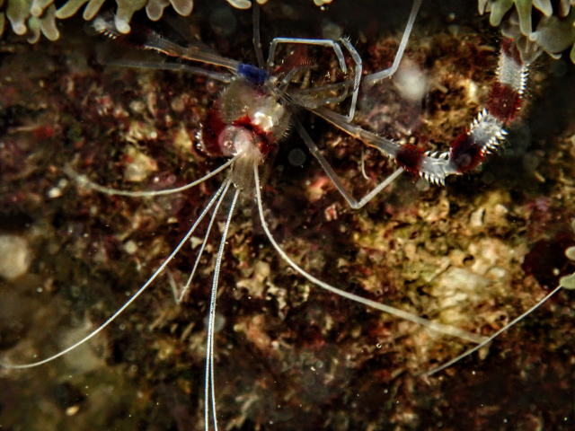 Click to View Banded Coral Shrimp<br><span style='font-size:12px'><i>Dave & Rose</i></span>