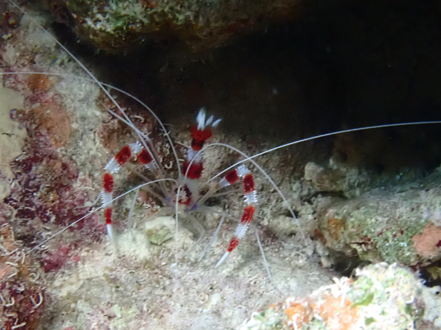 Click to View Banded Coral Shrimp<br><span style='font-size:12px'><i>Dave & Rose</i></span>