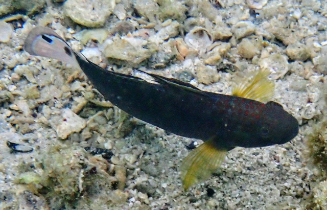 Click to View Banded Goby variation<br><span style='font-size:12px'><i>Dave & Rose</i></span>