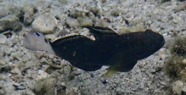 Click to View Banded Goby Variation<br><span style='font-size:12px'><i>Dave & Rose</i></span>
