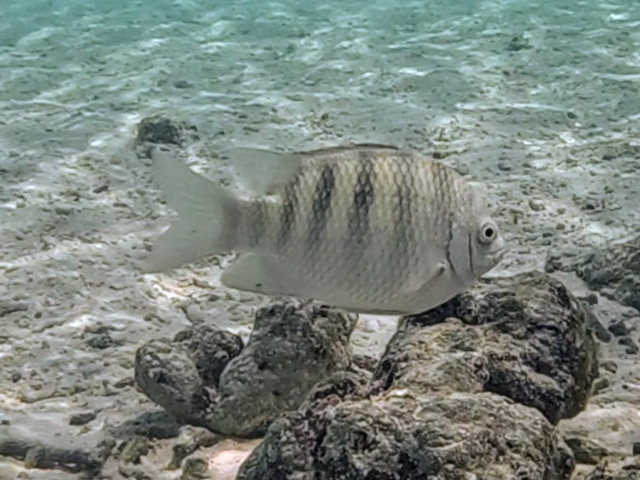 Banded Sergeant<br><span style='font-size:12px'><i>Dave & Rose</i>&nbsp&nbspMaldives&nbsp&nbsp12th Jan 2026</span>