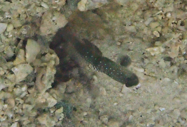 Click to View Banded Shrimpgoby - Brown variation<br><span style='font-size:12px'><i>Dave & Rose</i></span>