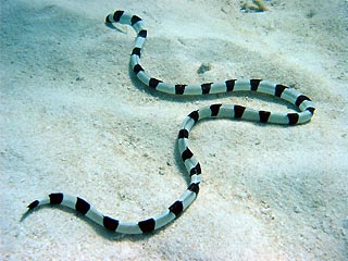 Click to View Banded Snake Eel<br><span style='font-size:12px'><i>Wiki</i></span>