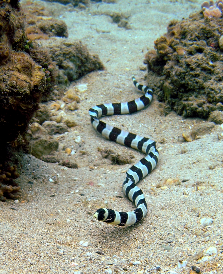 Click to View Banded Snake Eel<br><span style='font-size:12px'><i>Wiki</i></span>