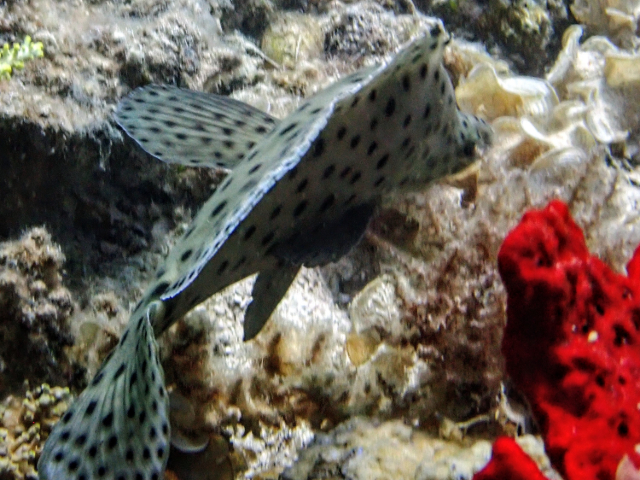 Humpback Grouper<br><span style='font-size:12px'><i>Dave & Rose</i>&nbsp&nbspPhilippines&nbsp&nbsp26th Apr 2026</span>