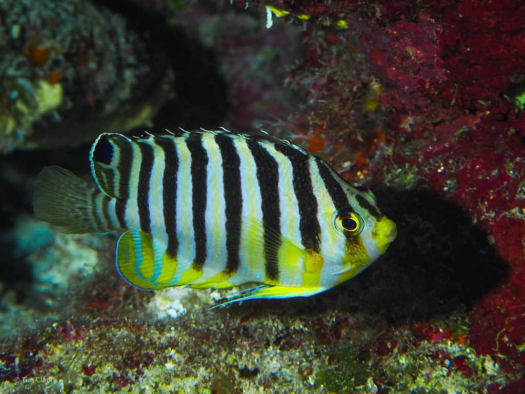 Click to View Barred Angelfish<br><span style='font-size:12px'><i>iNaturalist</i></span>