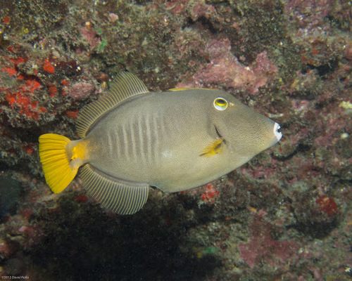 Click to View Barred Filefish<br><span style='font-size:12px'><i>iNaturalist</i></span>
