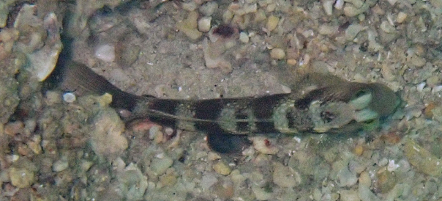 Click to View Barred Shrimpgoby<br><span style='font-size:12px'><i>Dave & Rose</i></span>