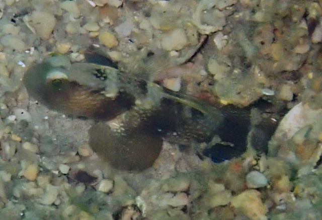Click to View Barred Shrimpgoby<br><span style='font-size:12px'><i>Dave & Rose</i></span>