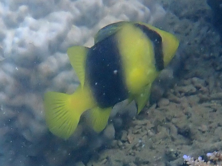 Barred Soapfish Barred Soapfish<br><span style='font-size:12px'><i>iNaturalist</i>    </span>