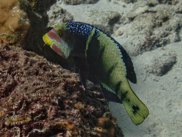 Click to View Barred Thicklip Wrasse<br><span style='font-size:12px'><i>Dave & Rose</i></span>