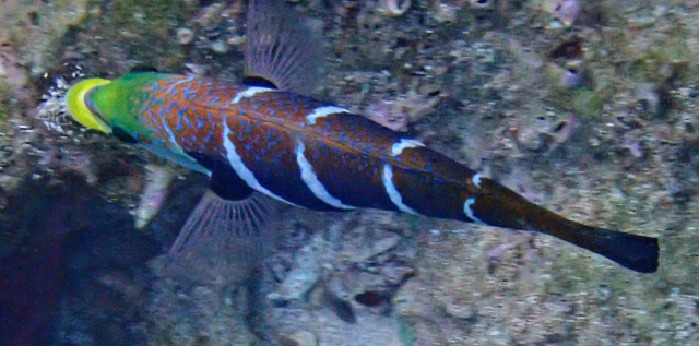 Click to View Barred Thicklip Wrasse<br><span style='font-size:12px'><i>Dave & Rose</i></span>