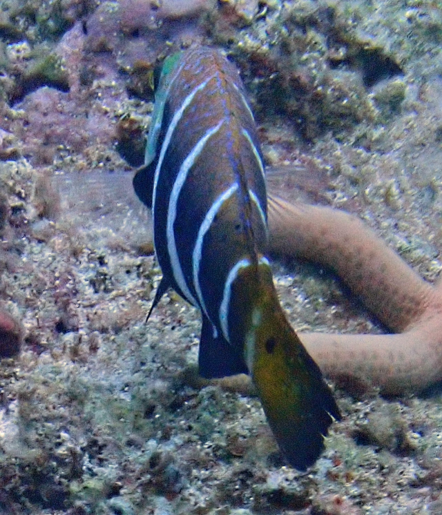 Click to View Barred Thicklip Wrasse<br><span style='font-size:12px'><i>Dave & Rose</i></span>