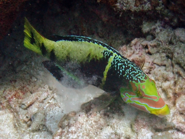 Click to View Barred Thicklip Wrasse<br><span style='font-size:12px'><i>Dave & Rose</i></span>