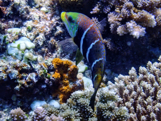 Click to View Barred Thicklip Wrasse<br><span style='font-size:12px'><i>Dave & Rose</i></span>
