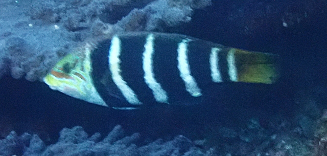 Click to View Barred Thicklip Wrasse<br><span style='font-size:12px'><i>Dave & Rose</i></span>