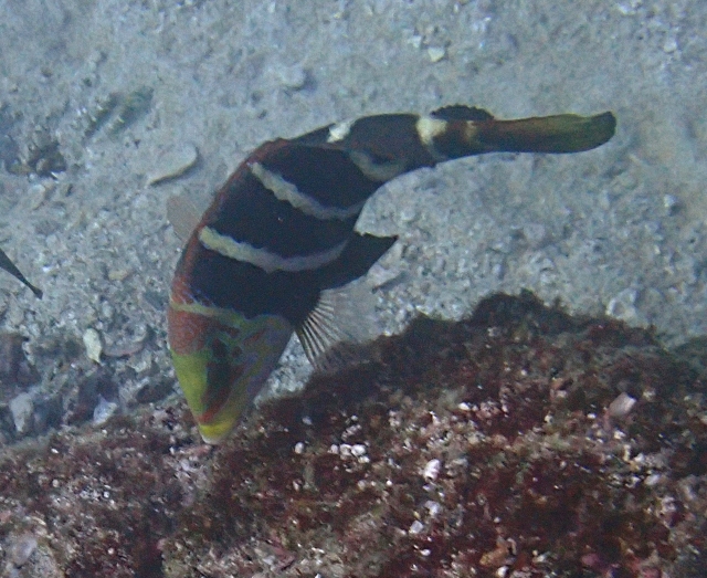 Click to View Barred Thicklip Wrasse<br><span style='font-size:12px'><i>Dave & Rose</i></span>